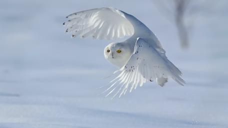 Majestic Snowy Owl in Flight Over Snowy Landscape wallpaper
