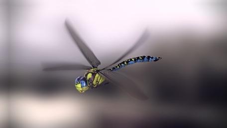 Dragonfly wallpaper