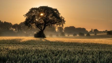 Golden Sunrise Over Tranquil Field and Tree wallpaper