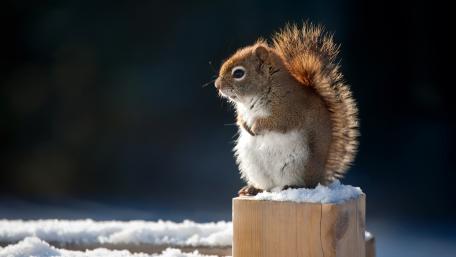 Adorable Squirrel in Winter Wonderland wallpaper