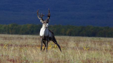 Majestic Reindeer in Serene Landscape wallpaper