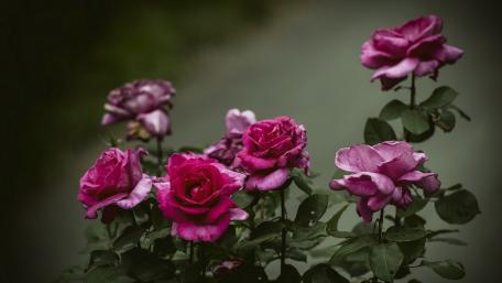 Elegant Pink Roses in Bloom wallpaper