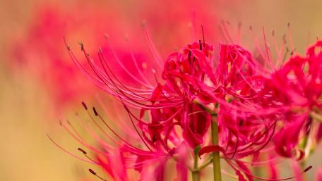 Vibrant Red Spider Lily Blooms Dance in the Breeze wallpaper