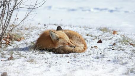 Cozy Fox Napping in Winter Wonderland wallpaper