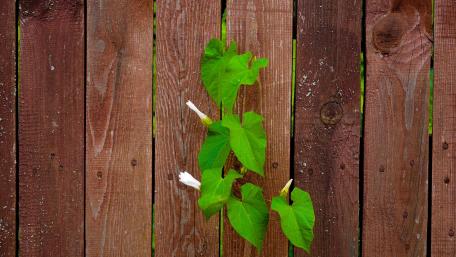 Vibrant Green Leaves Against Weathered Wood Fence wallpaper