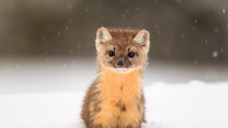 Marten wallpaper