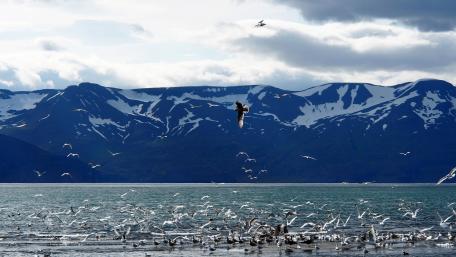 Majestic Birds Over Serene Waters wallpaper