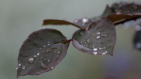 Refreshing Waterdrops on Leaf Surface wallpaper