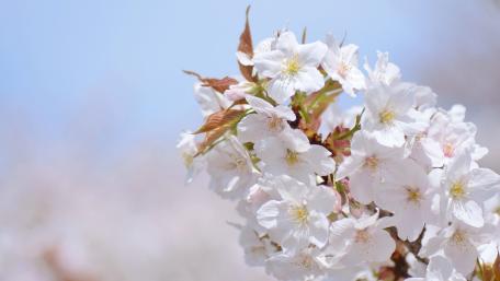 Spring Blossoms Capturing Nature's Beauty in White Flowers wallpaper