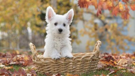 Adorable Puppy in a Basket Among Autumn Leaves wallpaper
