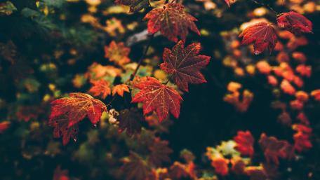 Vibrant Autumn Leaves Displaying Nature's Beauty wallpaper