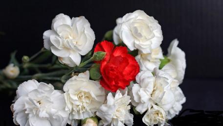 Elegant Red and White Carnations Bouquet wallpaper