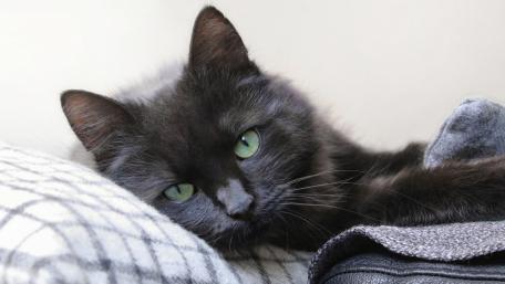 Mystical Black Cat Wallpaper wallpaper
