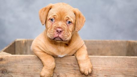 Cute Puppy Looking Adorable in a Wooden Crate wallpaper