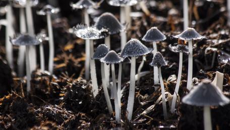 Mystical Forest Mushrooms in Macro Detail wallpaper