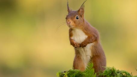 Charming Squirrel Surrounded by Nature wallpaper