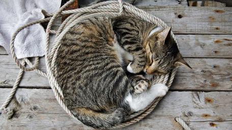 Cozy Cat Napping in a Rope Nest wallpaper