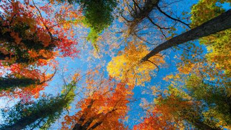 Autumn Canopy of Colors Above Us wallpaper