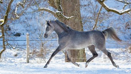 Majestic Horse Galloping in the Snowy Landscape wallpaper
