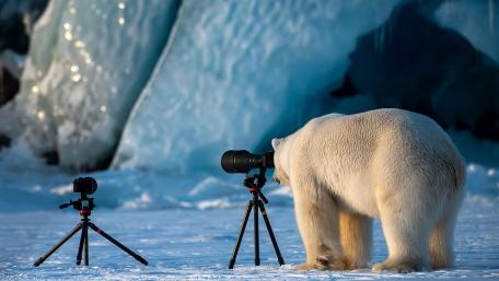 Cute Polar Bear Photographer Captures Arctic Moments wallpaper