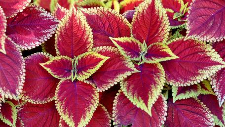 Decorative nettle wallpaper