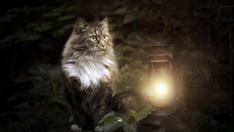 Whiskered Guardian of the Night wallpaper