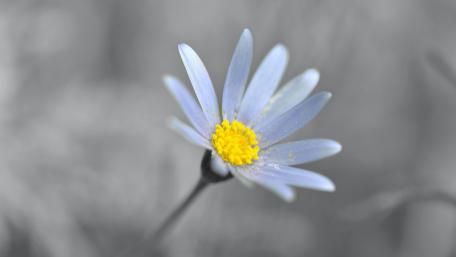 Elegant Blue Flower with Yellow Center wallpaper