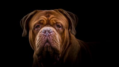 Dogue de Bordeaux Majestic Portrait wallpaper