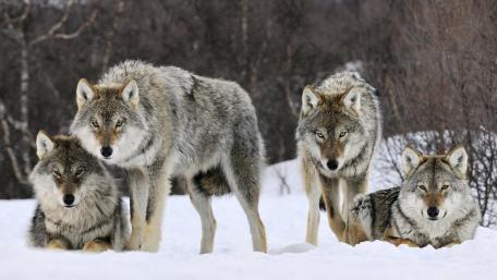 Curious Wolves in Winter Wonderland wallpaper