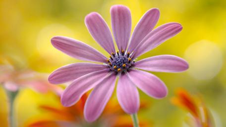 Delicate Pink Flower Blooms in Nature's Embrace wallpaper