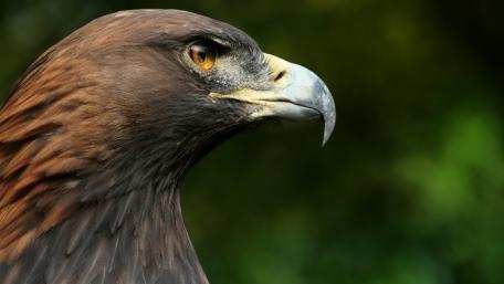 Majestic Eagle in Profile wallpaper