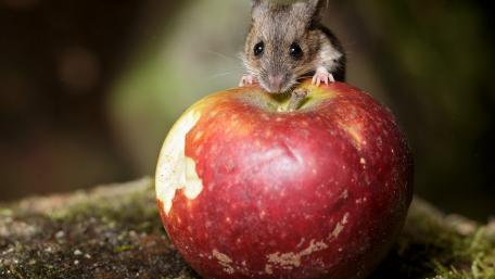 Cute Mouse Enjoying a Juicy Apple Treat wallpaper