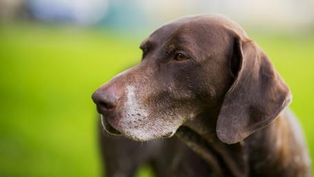 Loyal Companion in a Natural Setting wallpaper