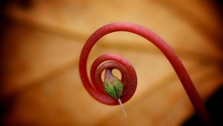 Curved Beauty in Nature's Detail wallpaper