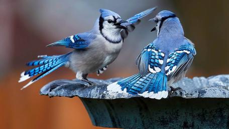 Dancing Blue Jays in Nature's Embrace wallpaper