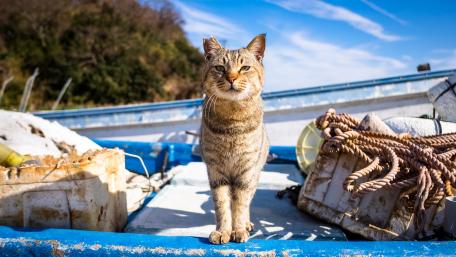 Curious Cat on a Boat Adventure wallpaper