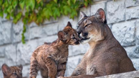 Adorable Bond Between Puma and Cub wallpaper