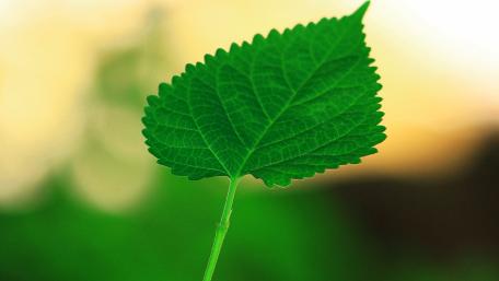 Lush Green Leaf in Soft Light Glow wallpaper
