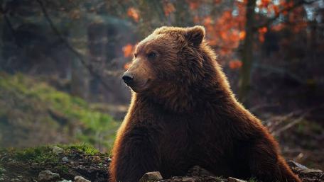 Majestic Bear in a Forest Setting wallpaper