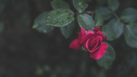 Elegant Red Rose in Morning Dew wallpaper