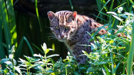 Mystical Wild Cat in Vibrant Greenery wallpaper