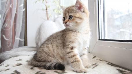 Adorable Kitten Gazing Out the Window wallpaper