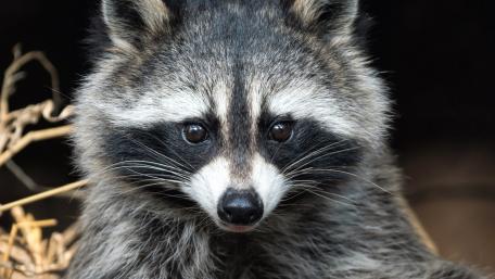 Charming Raccoon Portrait in Nature wallpaper