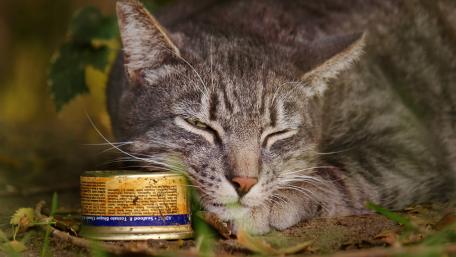 Cozy Cat Taking a Nap wallpaper