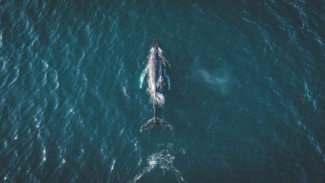 Majestic Whale Gliding Through Ocean Waves wallpaper
