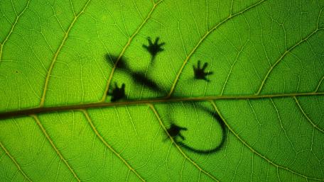 Gecko Shadow on Green Leaf Wallpaper wallpaper