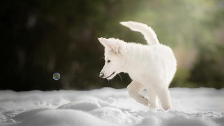 Winter Playful Puppy in Snowy Wonderland wallpaper