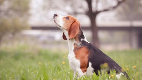 Beagle in Nature's Embrace wallpaper