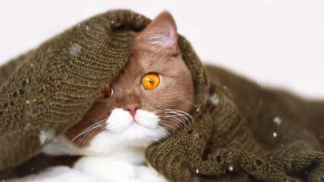 Cozy Cat Wrapped in Warmth wallpaper