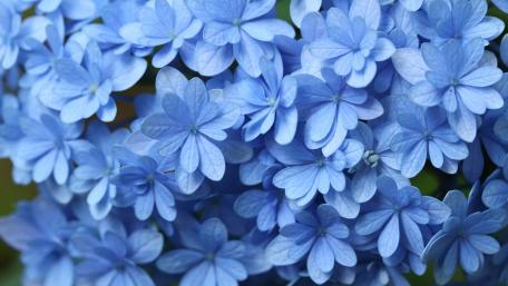 Delicate Blue Hydrangeas in Full Bloom wallpaper